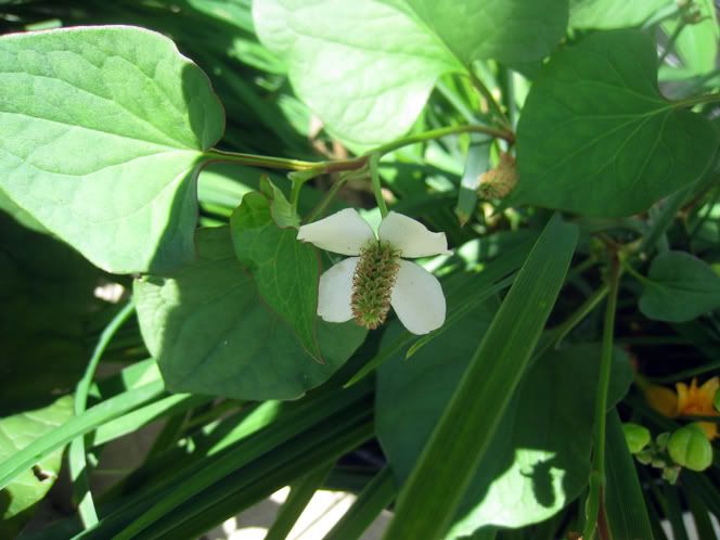 Can anyone identify this flowering plant? (flower, growing, backyard